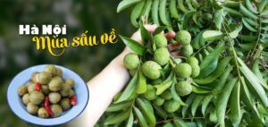 Ô Mai Sấu Bao Tử - Thức Quà Mang Hương Vị Mùa Hè Hà Nội 2 ha noi mua sau ve